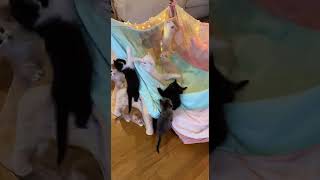 Uninvited Guests Şfet シ