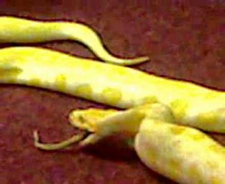 albino burmese python eating a rat