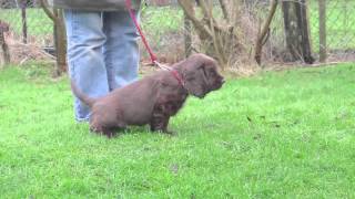 'Shelly' Sussex Spaniel Puppy Training