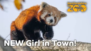 There's a NEW Red Panda in town! 🙌