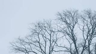 Bare Tree Tops In Wind | Stock Footage - Videohive