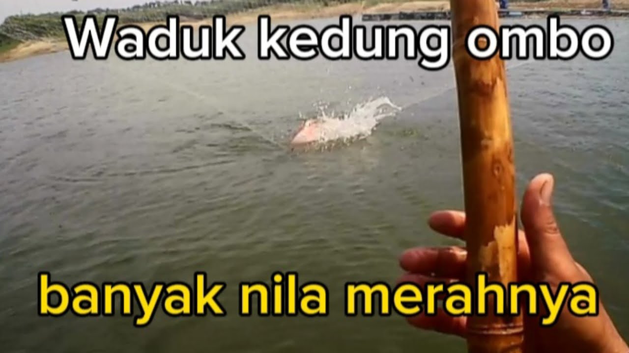 nyari nila merah di sini tempatnya||branjanganco Eps.75 @branjang anco