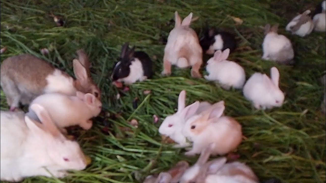 Rabbit Farming 🐇videos and chickens feeding #sindhkashonk#