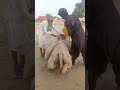 على رمال الصحراء الساخنة رجل كبير يملأ الماء على جمله بصبر ومحبة 