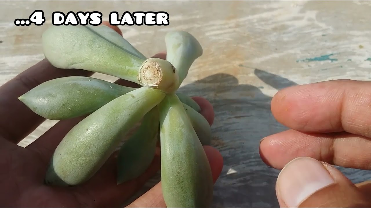 || HOW DOES A CALLOUSED PART LOOK LIKE ||