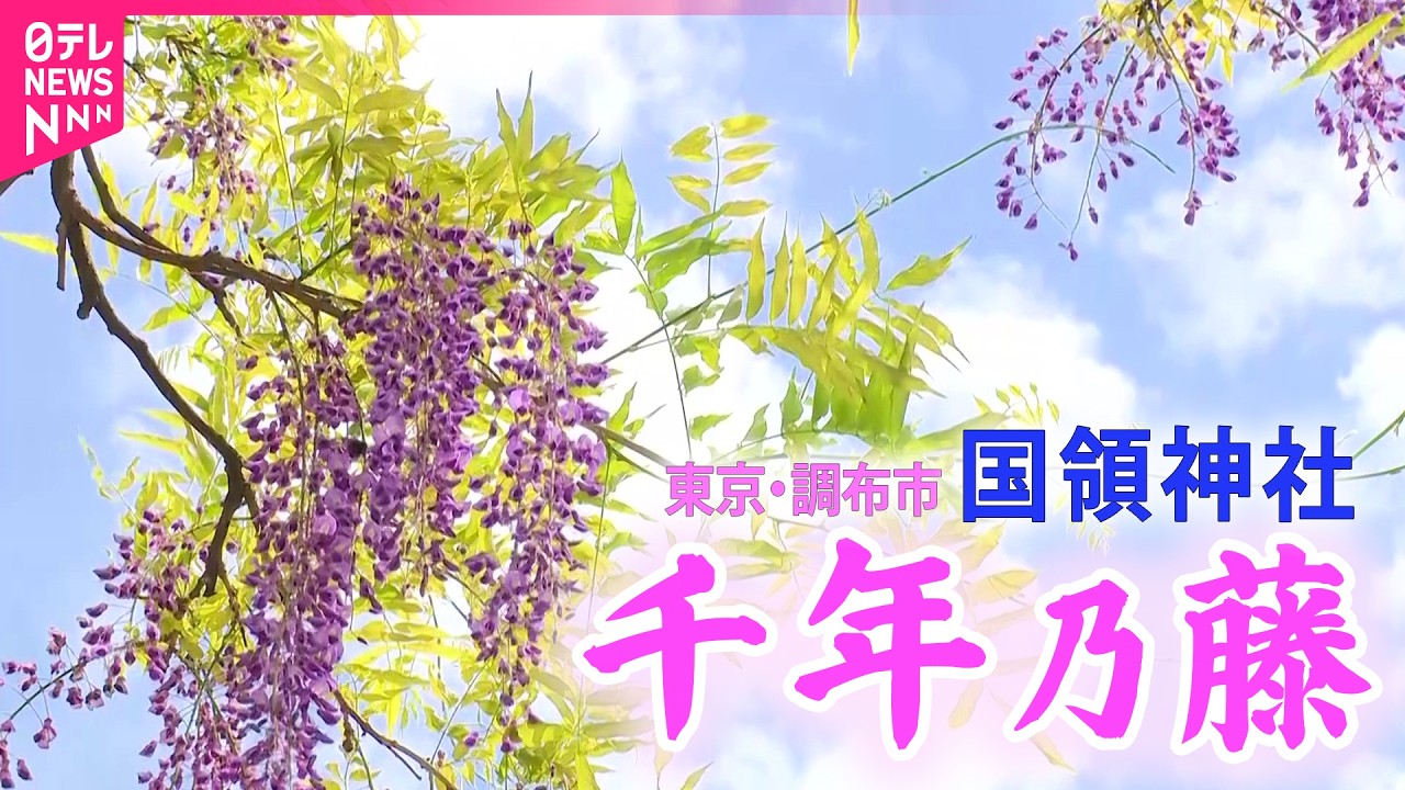 癒しの藤】神社境内で春の光に揺れる藤の花 2026春 - YouTube