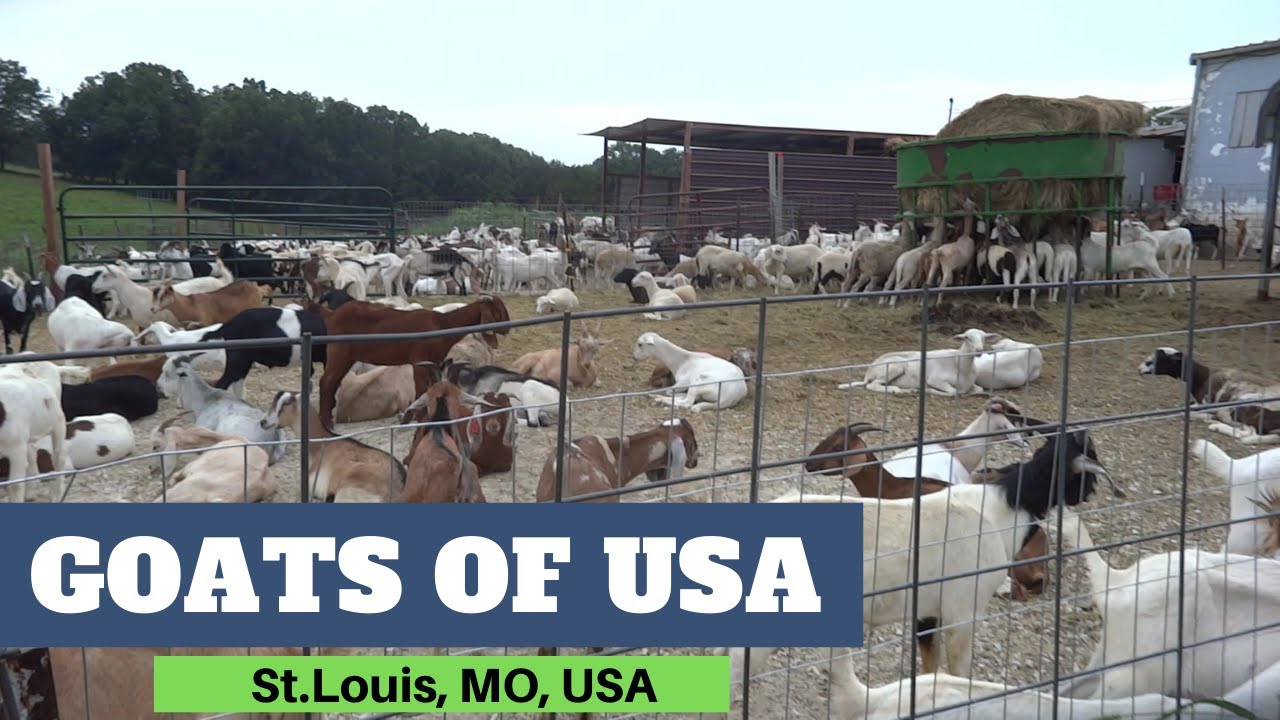 Goats sale in USA (St.Louis, MO) YouTube
