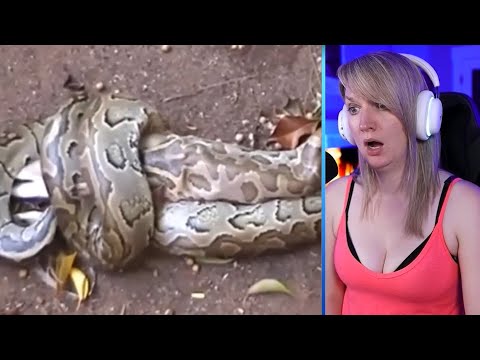 The Most Savage Moments Of Pythons Hunting And Eating Animals Alive