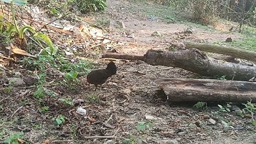 poj qaib dib seev zoo #1 2020