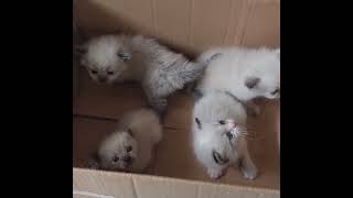 Newborn Siamese Kittens.