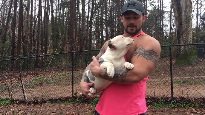 Warrior's Of God Bullies - Louis V Daxline Santino puppies