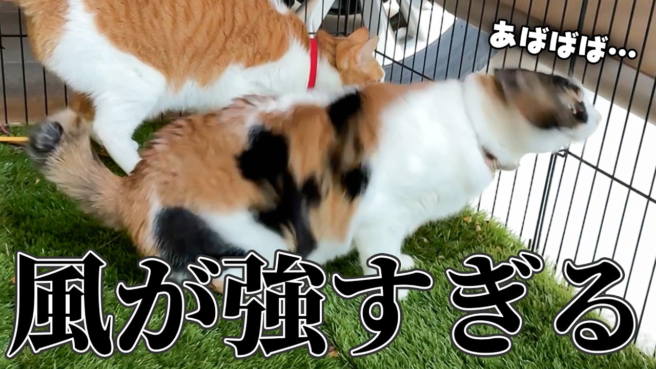 風が強過ぎて猫たちがパニックになったぞ