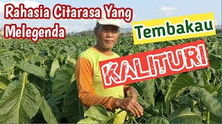 Ini Rahasia Citarasa Tembakau Asli KALITURI- Varietas SIDI, Andalan petani Tulungagung..🌱