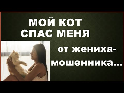 Видео: Почему мой кот жених чрезмерно?