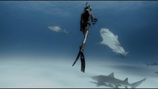 One Ocean Series How To Deter A Large Shark Part 1