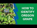 How to Identify Oregon Grape