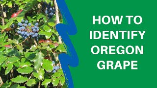 Join thprd park ranger sarah skelly for this 4-minute education video
on how to identify oregon grape.