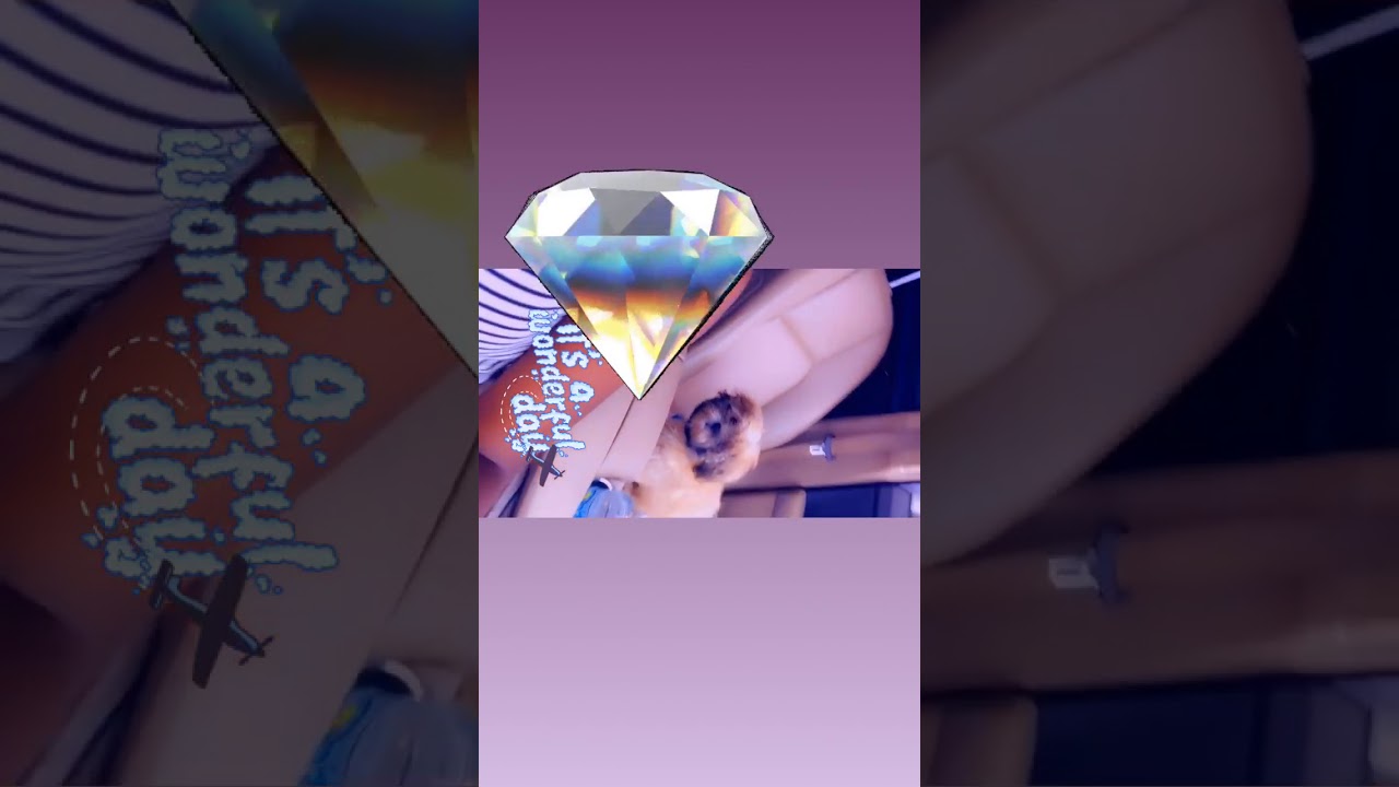 Shih Tzu Puppies For Sale in Jacksonville, FL