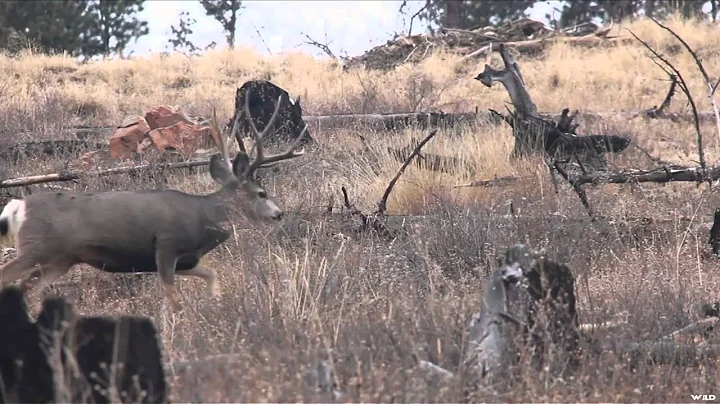 SOLO Hunter TV - Recurve Mule Deer with Remi Warren