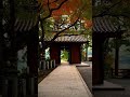 爱意东升西落 浪漫至死不渝 爱你至死不渝 烂漫至死不渝 佐贺红叶 大兴禅寺的秋色 来都来来 你绝对不 风景如画的地方 枫叶红了 红叶季 #Camping #小团 #京都老司机 #日本地接 #旅行推荐
