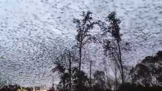 Huge Flock of Starlings Over the Farm!