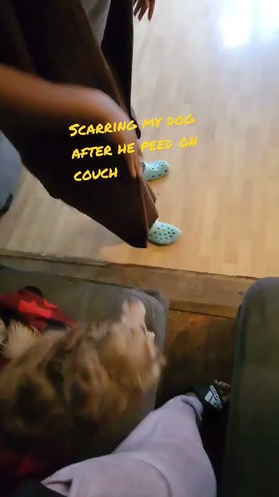 dog-peed-on-couch-smh-viral-funny-dog-comedy-video-shorts-youtube