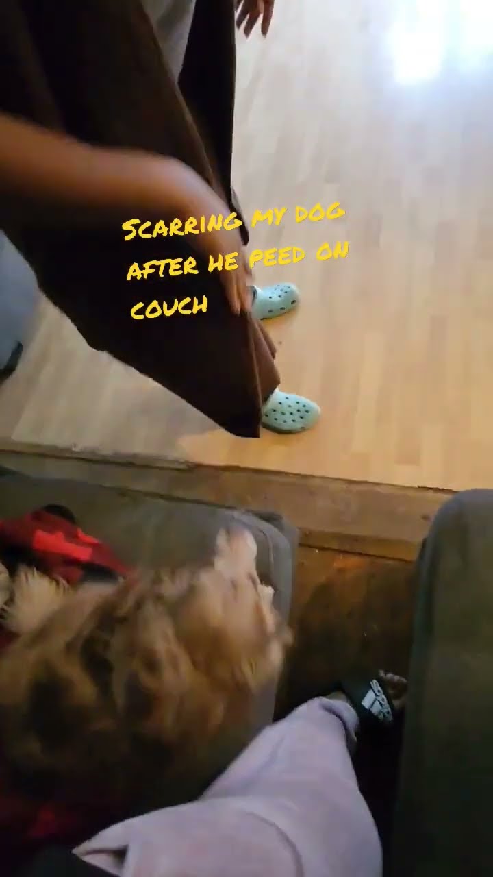 DOG PEED ON COUCH SMH viral funny dog comedy video shorts YouTube DOG PEED ON COUCH SMH viral funny dog comedy video shorts YouTube