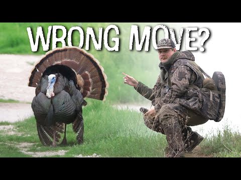 We Probably Messed Up (EXTREMELY Vocal Turkeys)