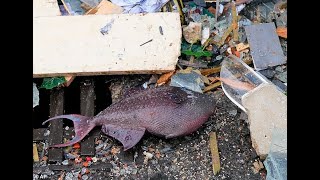 Huge Aquarium Breaks Inside Berlin Hotel Flooding Streets With 1,500 Dead Tropical Fish Huge Aquarium Breaks Inside Berlin Hotel Flooding Streets With 1,500 Dead Tropical Fish