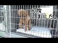 入院しました。The dog was hospitalized. トイプードルのTaruto