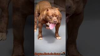 Dog evolution☠️🐕 #viral #pitbull #dog #canecorso #kangal #shorts #shortsfeed