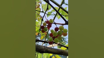 Catawba grapes variety