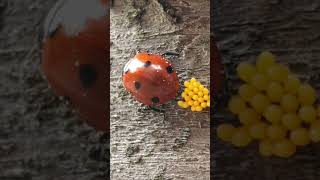 Ladybug Laying Eggs Coccinella Septempunctata