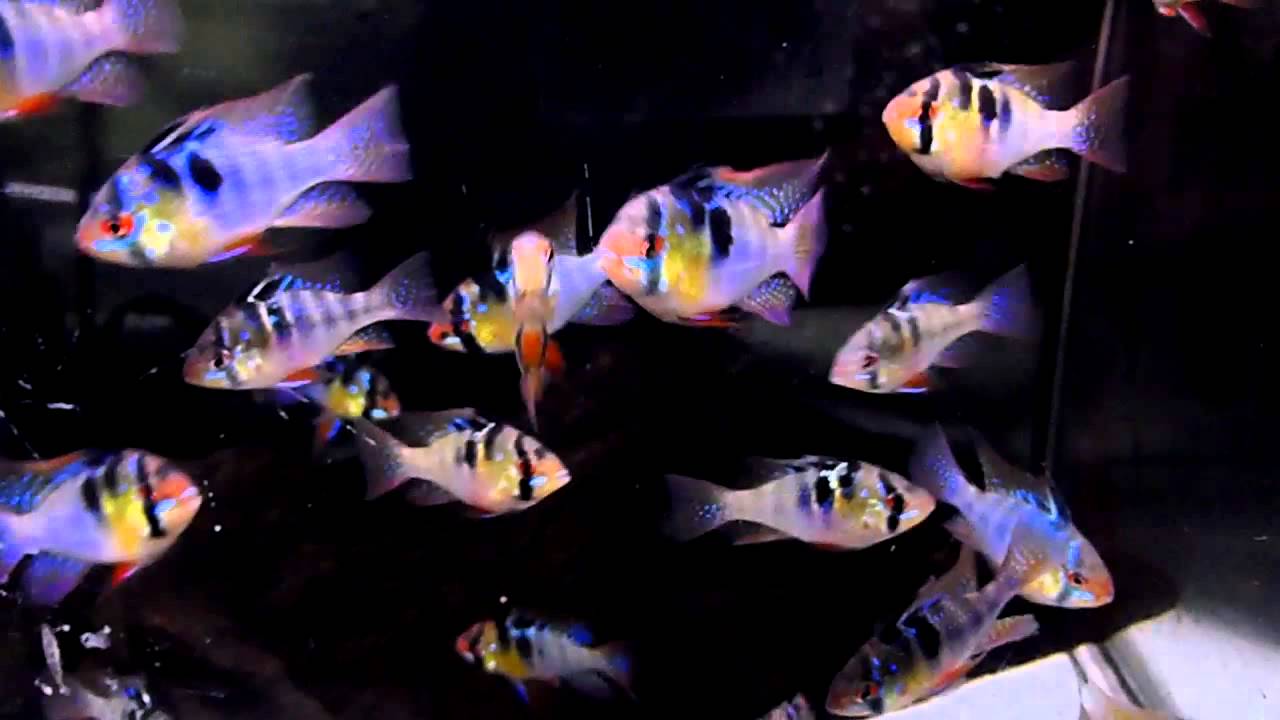 トラディショナルドイツラム L Pr Youtube