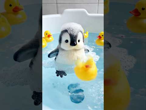 Baby Penguin S Bubble Bath Time Shorts Penguin Viralvideo Cuteanimals Adorable Pet