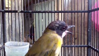 suara panggilan burung bimoli gacor