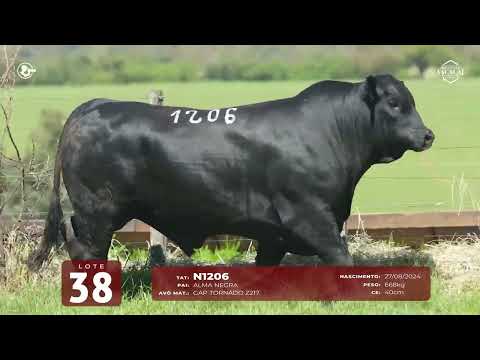 LOTE 38   TAT N1206 M Brangus