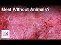 Can Lab Grown Meat Save The World? | Finless Foods