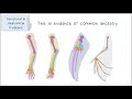 Evolutionary Evidence Through Embryos and Structures