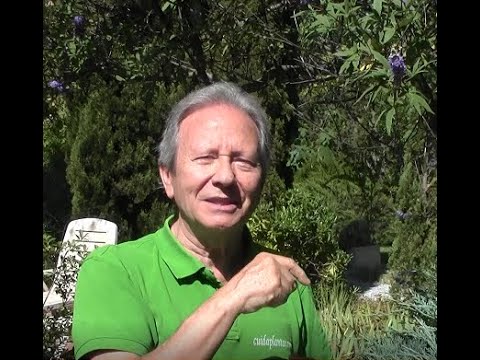XEROJARDINERÍA; el sauzgatillo (Vitex agnus-castus) y sus secretos...