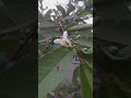 Did you see Papaya flowers anywhere? #trees #flowers #papaya