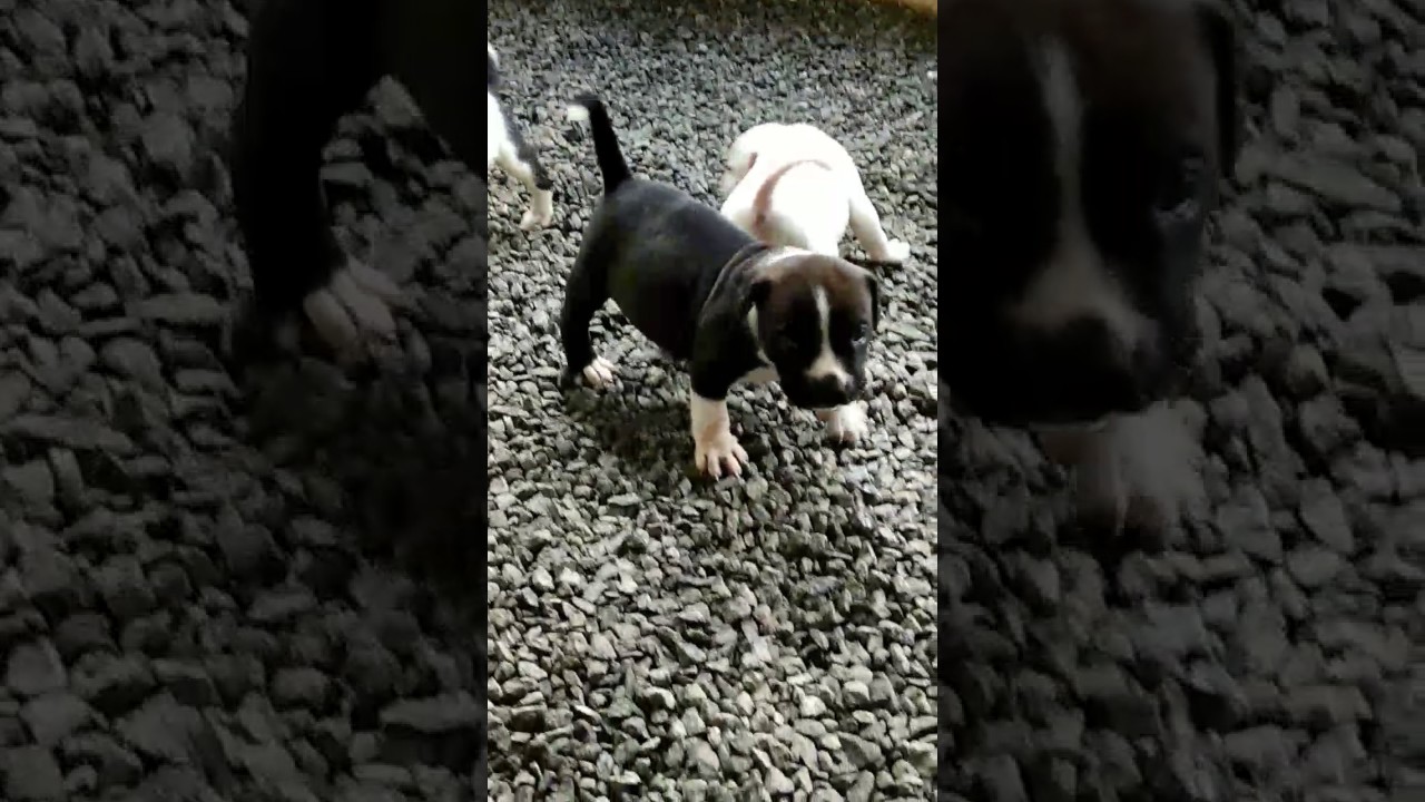 Pitbull Dog Pappy Sale In Kerala Ph 9947455640 Youtube