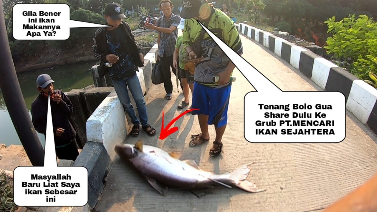 Mimpi Apa Semalem ..!! Saya Pikir Plastik Hanyut Tapi Ternyata 2 Ekor ikan Besar Terbawa Arus