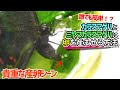 【貴重な産卵シーン】ミヤマカラスアゲハとカラスアゲハに卵を産ませる方法