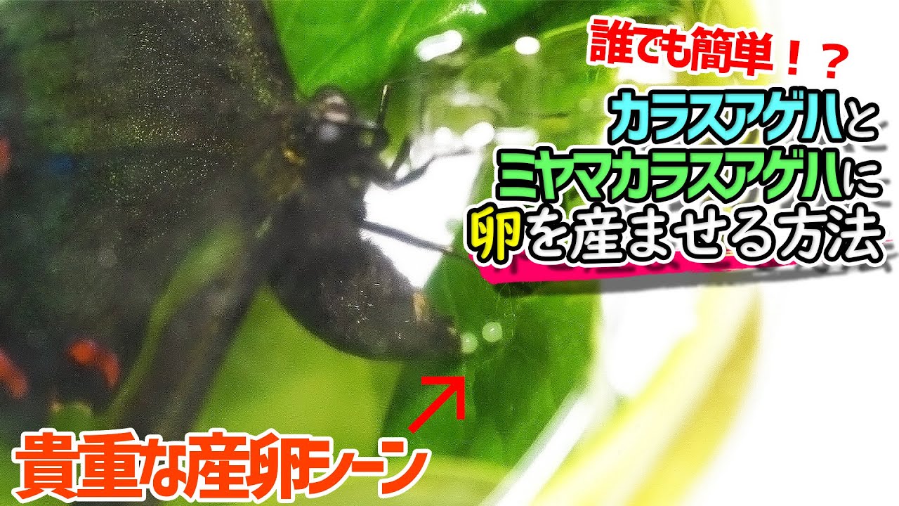 【貴重な産卵シーン】ミヤマカラスアゲハとカラスアゲハに卵を産ませる方法