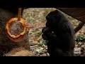 Gorillas Enjoy Halloween Enrichment (2020)