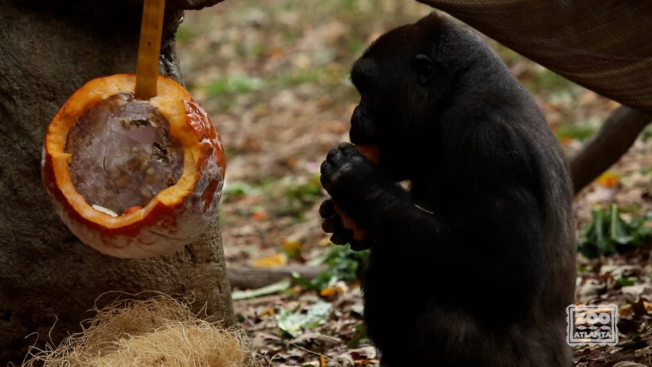 Gorillas Enjoy Halloween Enrichment (2020)