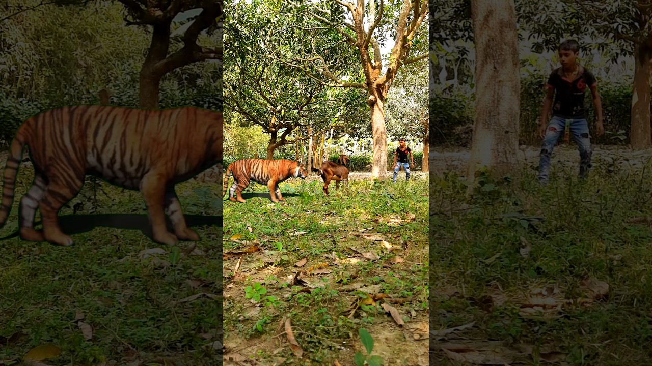 🙉tiger attack to goat in man🐅 