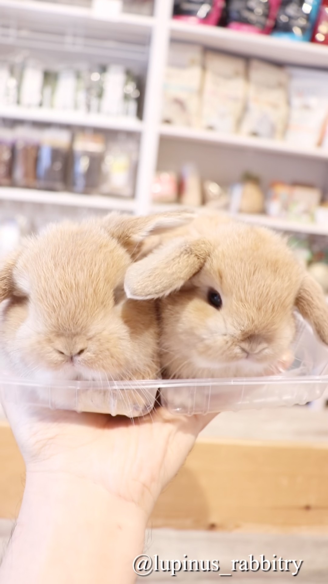 パンケーキが本物のうさぎさんになっちゃった🐇🥞✨ - YouTube