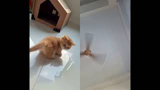 Cat memes #tengramach #cat #sonya #funny